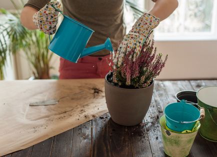 12 Способів знищити свої квіти (поливати) 12 Способів знищити свої квіти