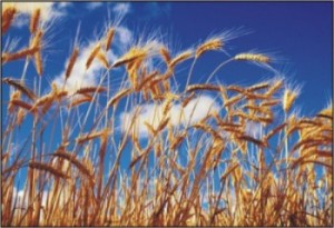 15 Продуктів для поліпшення роботи головного мозку, все про медицину (вітаміни) 15 Продуктів для поліпшення роботи головного мозку, все про медицину