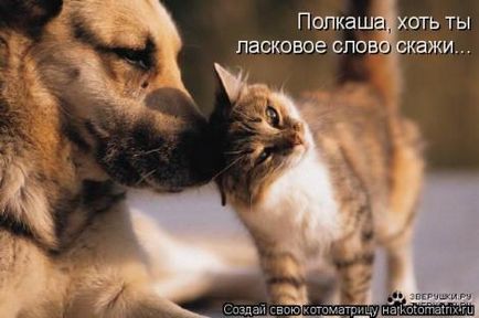 30 Забавних котоматрица для підняття настрою (позитивні) 30 Забавних котоматрица для підняття настрою