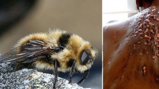 8 Собак до і після стрижки (собак) 8 Собак до і після стрижки