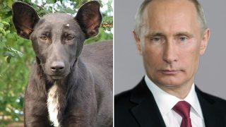 8 Собак до і після стрижки (грумінг Коко Фукайя) 8 Собак до і після стрижки