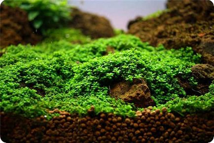 Акваріумні мохи - види, фото і опис (фото) Акваріумні мохи - види, фото і опис