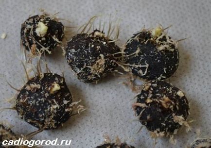 Анемони квіти (особливо) анемони квіти