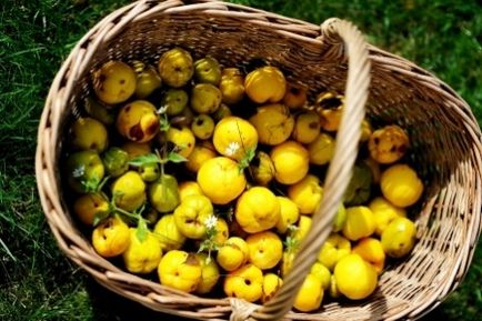 Айва японська - посадка і догляд у відкритому грунті (посадка) Айва японська - посадка і догляд у відкритому грунті
