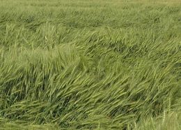 Азотні добрива, довідник (ефективність азотних добрив) Азотні добрива, довідник