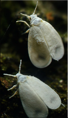 Белокрилка (aleyrodidae) (теплична білокрилка) Белокрилка (aleyrodidae)