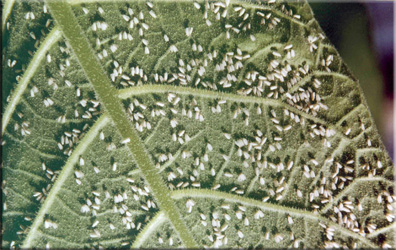 Белокрилка (aleyrodidae) (білокрилка фото) Белокрилка (aleyrodidae)