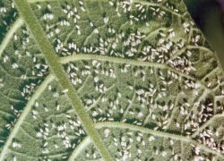 Белокрилка - заходи боротьби (заходи) Белокрилка - заходи боротьби