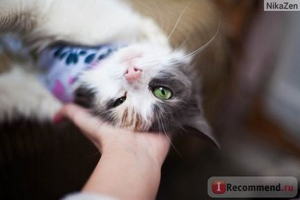 Безпородні кішки і метиси - «робіть добро - воно повернеться до вас сторицею () Безпородні кішки і метиси - «робіть добро - воно повернеться до вас сторицею