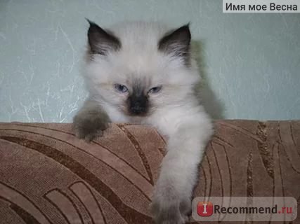 Безпородні кішки і метиси - «люди, навіщо вам стільки кішок», відгуки покупців (стільки) Безпородні кішки і метиси - «люди, навіщо вам стільки кішок», відгуки покупців