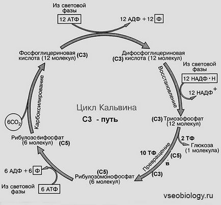 Біологія для студентів - 01 (студентів) Біологія для студентів - 01