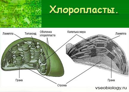 Біологія для студентів - 01 (студентів) Біологія для студентів - 01