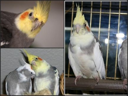 Хвороби корелл (хвороби) хвороби корелл