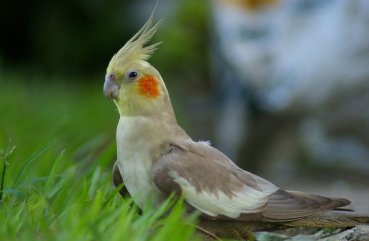 Хвороби папуг породи Кореллі симптоми, діагностика та лікування недуги