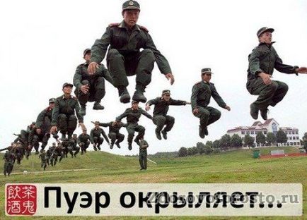 Чай пуер користь і шкода, здорово і просто (чай пуер користь і шкода) Чай пуер користь і шкода, здорово і просто