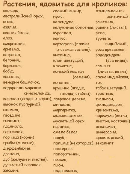 Чим годувати кроликів - правила організації харчування кроликів (кроликів) Чим годувати кроликів - правила організації харчування кроликів