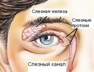 Що таке сльози, будова і патології слізних органів (органів) Що таке сльози, будова і патології слізних органів