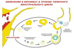 Що таке жовте тіло (тіло) Що таке жовте тіло