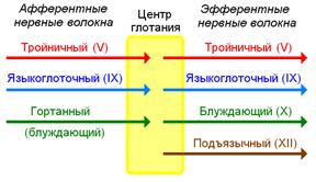 Д) фази ковтання ковтання (д) фази ковтання .: ковтання - фізіологічний процес перенесення вмісту ротової книги підручники безкоштовно) Д) фази ковтання ковтання