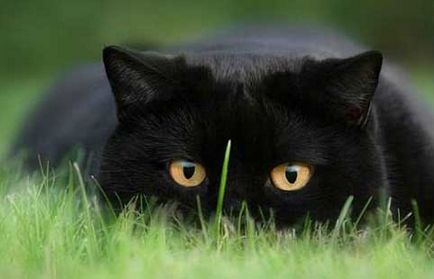 Щоденник кота Пафнутія - все найцікавіше! (Кота) Щоденник кота Пафнутія - все найцікавіше!