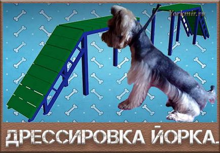 Дресирування йоркширського тер'єра, інструкція (дресирування) Дресирування йоркширського тер'єра, інструкція