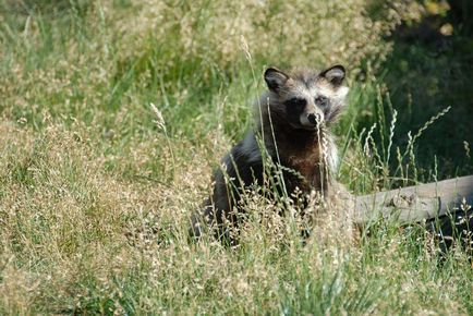 Єнотовидний собака (nyctereutes procyonoides)