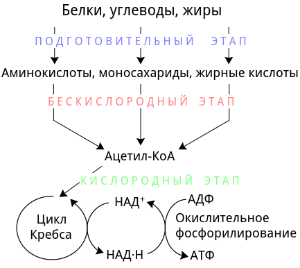 Етапи енергетичного обміну