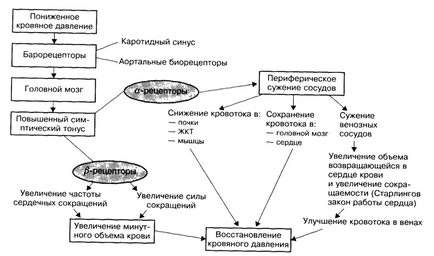 Фармакокорекції кардіоміопатії у собаки (кардіоміопатії) Фармакокорекції кардіоміопатії у собаки