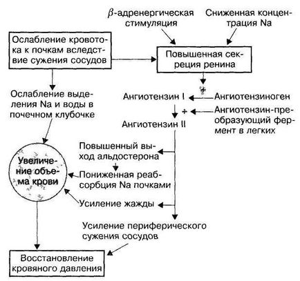 Фармакокорекції кардіоміопатії у собаки (кардіоміопатії) Фармакокорекції кардіоміопатії у собаки