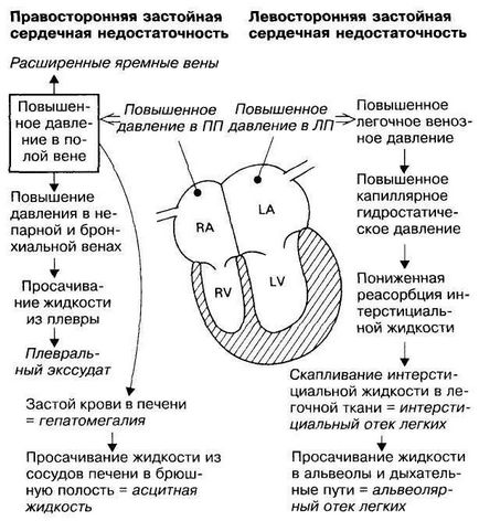 Фармакокорекції кардіоміопатії у собаки (собаки) Фармакокорекції кардіоміопатії у собаки