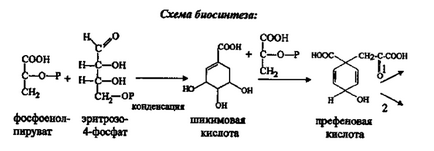 Фенольні сполуки (кільця молекулі флавоноїдів) фенольні сполуки
