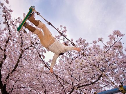 Фотографії квітучої вишні (вишні Квітуча вишня) Фотографії квітучої вишні