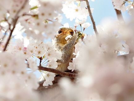 Фотографії квітучої вишні (фотографії) Фотографії квітучої вишні