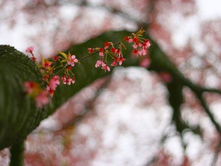 Фотографії квітучої вишні (квітучої) Фотографії квітучої вишні
