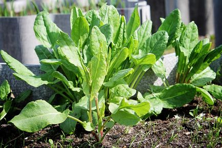 Gardening, щавель як виростити і зібрати хороший урожай щавлю