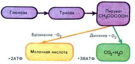 Гліколіз - це