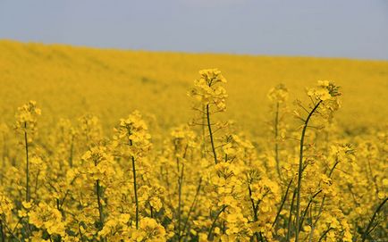 Гірчиця медонос широкого поширення (медонос) Гірчиця медонос широкого поширення
