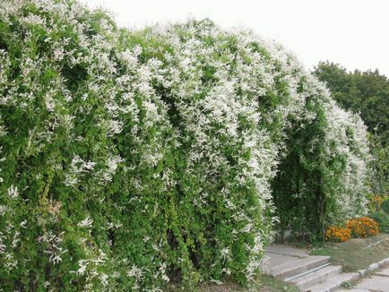 Горець - розмноження, посадка і догляд