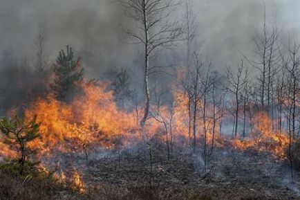 Інформація про підсічно-вогневої метод, який використовується в сільському господарстві