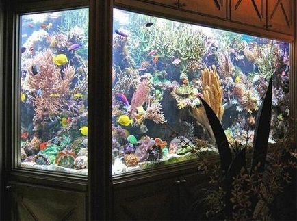 Інструкція як зробити акваріум з оргскла своїми руками відгуки як краще склеїти матеріал (зробити акваріум) Інструкція як зробити акваріум з оргскла своїми руками відгуки як краще склеїти матеріал