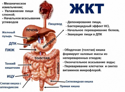 Інструкція по застосуванню окситоцину, що це і для чого призначають (застосування) Інструкція по застосуванню окситоцину, що це і для чого призначають