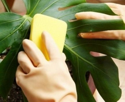 Як боротися з білокрилка на кімнатних рослинах і квітах, засоби для позбавлення від шкідника (рослинах) Як боротися з білокрилка на кімнатних рослинах і квітах, засоби для позбавлення від шкідника