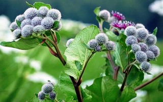 Як кинути курити народні кошти від тютюнової залежності (як кинути курити народні кошти) Як кинути курити народні кошти від тютюнової залежності