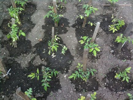 Як підгодувати розсаду помідорів дріжджами (дріжджами) Як підгодувати розсаду помідорів дріжджами