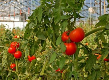 Як підгодувати розсаду помідорів дріжджами (підгодувати) Як підгодувати розсаду помідорів дріжджами