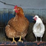 Як правильно вибрати і купити курей для дачі (птах) Як правильно вибрати і купити курей для дачі
