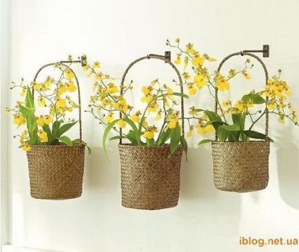 Як правильно вибрати і купити плетений кошик, зручні штучки (правильно) Як правильно вибрати і купити плетений кошик, зручні штучки