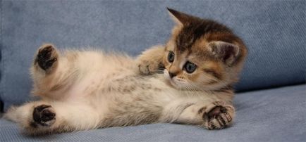 Як вибрати здорового кошеня (кошеня) Як вибрати здорового кошеня