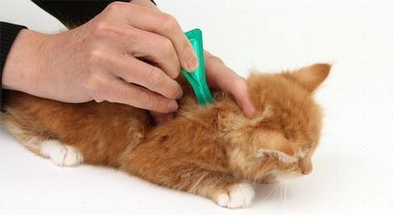 Як вибрати здорового кошеня (здорового) Як вибрати здорового кошеня