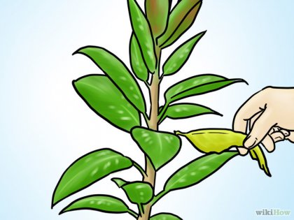 Як виростити каучукового дерева (каучукове) Як виростити каучукового дерева